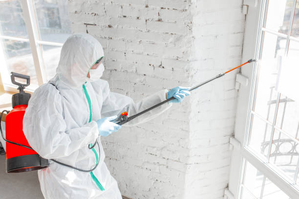 Best Black Mold Removal  in Johnson Lane, NV