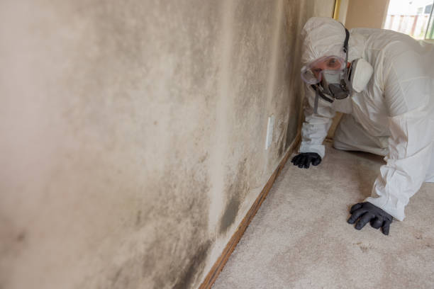 Best Real Estate Mold Inspection  in Johnson Lane, NV