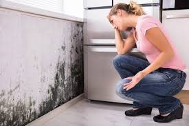 Best Mold Removal for HVAC Installations  in Johnson Lane, NV